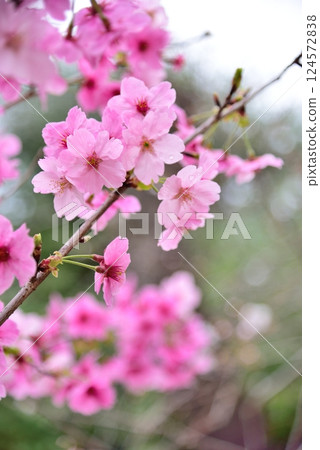 Akishima cherry blossoms shine in the sunlight filtering through the trees 124572838