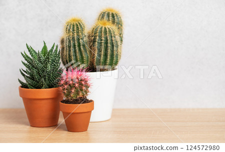 Different cacti and succulents growing in pots on wooden table Different cacti and succulents growing in pots on wooden table 124572980