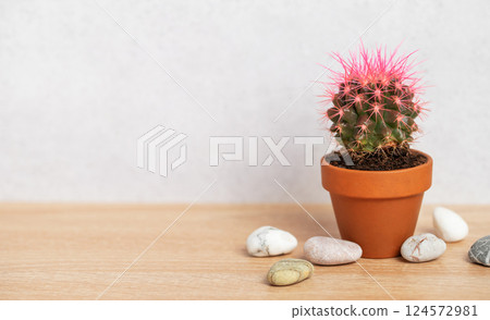 Pink cactus growing in terracotta pot on wooden table with decorative stones Pink cactus growing in terracotta pot on wooden table with decorative stones 124572981