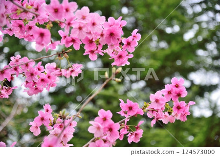 陽光透過樹叢灑落在秋島櫻花樹上,讓櫻花樹閃閃發光 陽光透過樹叢灑落在秋島櫻花樹上,讓櫻花樹閃閃發光 124573000