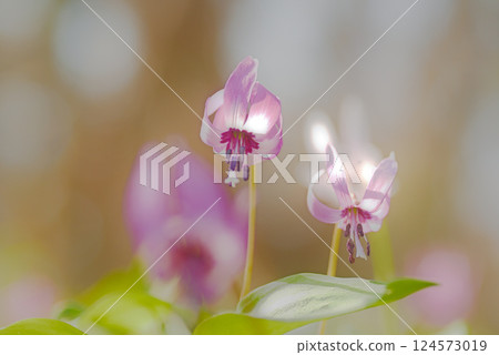 Katakuri花 124573019