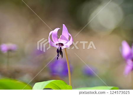 Katakuri flowers 124573025