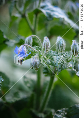 in the thick green grass there are blue flowers 124573050
