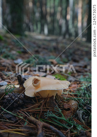 Mushrooms in the autumn forest close-up Mushrooms in the autumn forest close-up 124573075