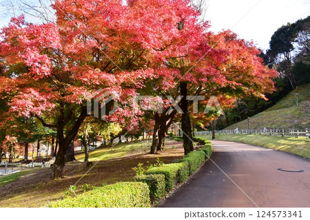 伊豆市：通往加拿大村的道路和修善寺虹之裡的紅葉 124573341
