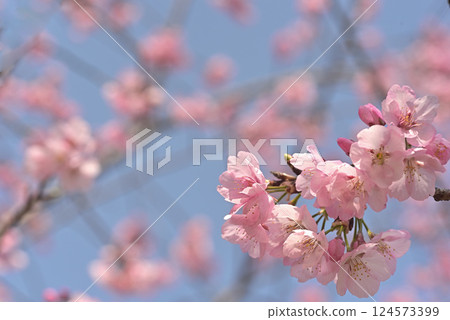 Cherry tree in full bloom Cherry tree in full bloom 124573399