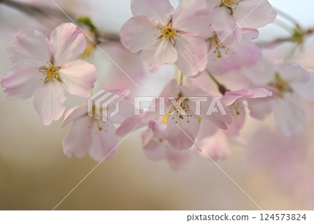 櫻花盛開，染井吉野 124573824