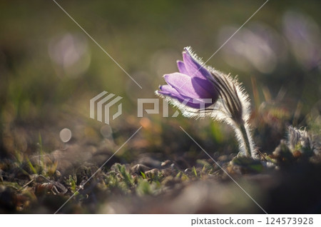 Spring background with flowers in meadow. Pasque Flower (Pulsatilla grandis) Spring background with flowers in meadow. Pasque Flower (Pulsatilla grandis) 124573928