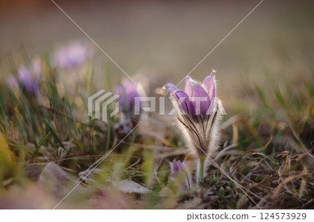 Springtime and spring flower. Beautiful purple little furry pasque-flower. (Pulsatilla grandis) Blooming on spring meadow at the sunset. Nature colorful background. Springtime and spring flower. Beautiful purple little furry pasque-flower. (Pulsatilla grandis) Blooming on spring meadow at the sunset. Nature colorful background. 124573929