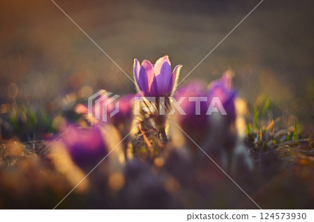 Springtime and spring flower. Beautiful purple little furry pasque-flower. (Pulsatilla grandis) Blooming on spring meadow at the sunset. Nature colorful background. Springtime and spring flower. Beautiful purple little furry pasque-flower. (Pulsatilla grandis) Blooming on spring meadow at the sunset. Nature colorful background. 124573930