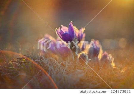 Spring flower. Nature with meadow and sunset. Seasonal concept for springtime. Beautifully blossoming pasque flower and sun with a natural colored background. (Pulsatilla grandis) 124573931