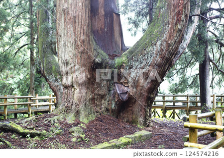 Japan's largest Shogun Cedar tree in Aga Town, Niigata Prefecture Japan's largest Shogun Cedar tree in Aga Town, Niigata Prefecture 124574216