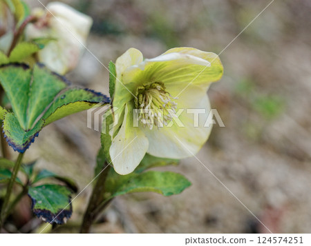 毛茛科聖誕玫瑰的白色花朵在冬季盛開 124574251