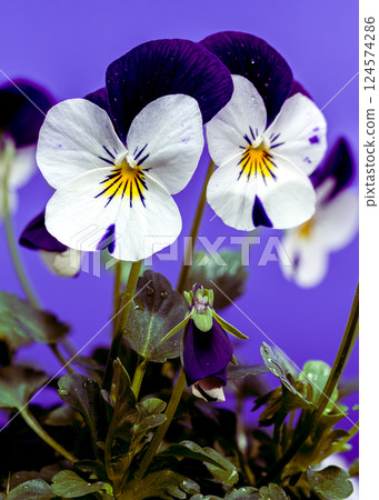 Purple and White Pansy Flower Close-Up Purple and White Pansy Flower Close-Up 124574286