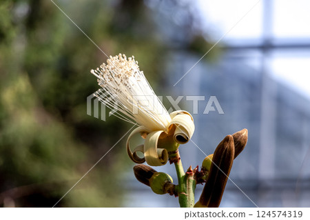 多肉植物 Pseudobombax ellipticum 的花 多肉植物 Pseudobombax ellipticum 的花 124574319