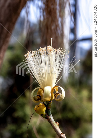 多肉植物 Pseudobombax ellipticum 的花 124574320