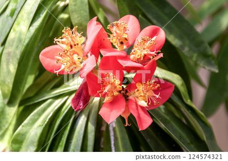 大戟屬植物（Euphorbia punica），原產於牙買加 124574321