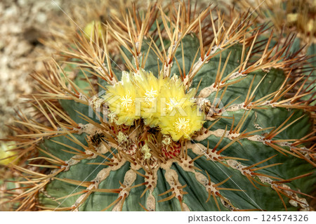 Ferocactus glauquescens flower [crown dragon] 124574326