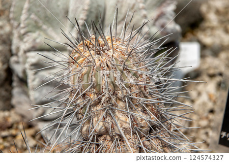 Copiapoa delta [Cactaceae, Delta genus] 124574327