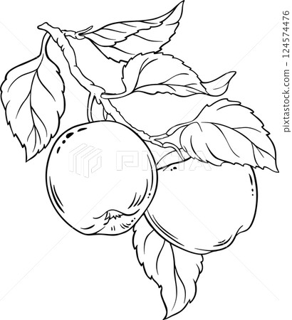 Apple Branch with Fruits  and Leaves Outline Illustration. 124574476