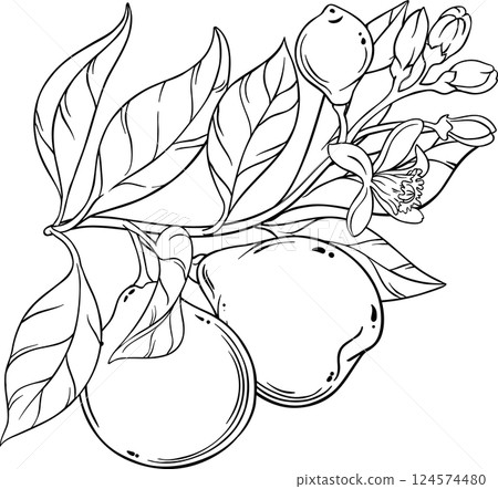 Bergamot Branch with Flruits and Flowers Outline Illustration 124574480