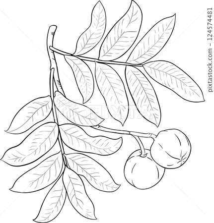 Andiroba  Branch  Outline Illustration 124574481