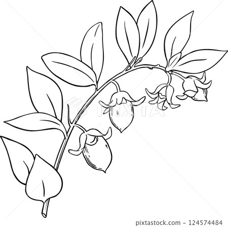 Jojoba Branch with Nuts and Leaves Outline Illustration. Ingredient for cosmetics, spa, aromatherapy, health care, alternative medicine. 124574484