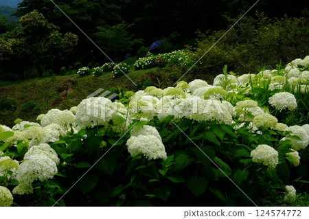 Annabelle blooming in the mountains [Tsukui, Sagamihara City, June] 124574772