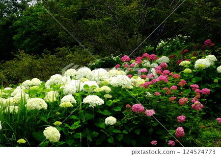 盛開的安娜貝爾花 [相模原市津久井 6 月] 124574773