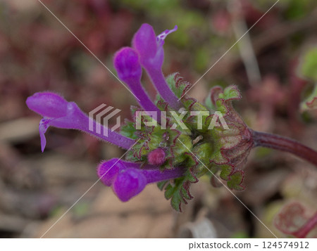 唇形科一年生開花草本植物,Lamium amplexicaule。淡粉色唇形花。 唇形科一年生開花草本植物,Lamium amplexicaule。淡粉色唇形花。 124574912