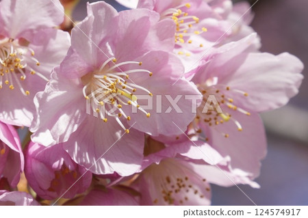 Kawazu cherry blossoms to announce the arrival of spring 124574917