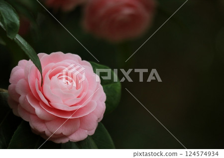 Flower of otomebushi Flower of otomebushi 124574934