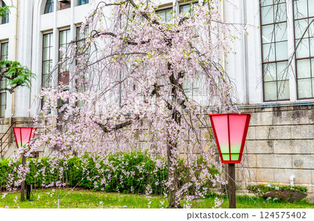 Osaka Mint Bureau Sakura walk through 124575402