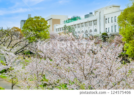 大阪造幣局的櫻花盛開 124575406