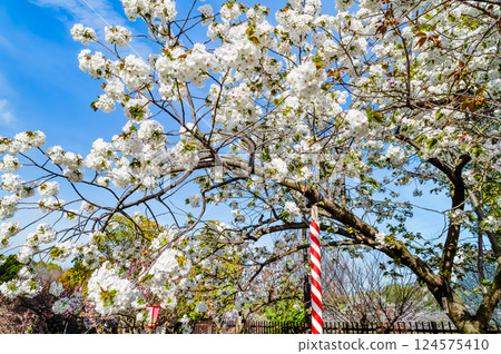 Osaka Mint Bureau Sakura walk through Osaka Mint Bureau Sakura walk through 124575410