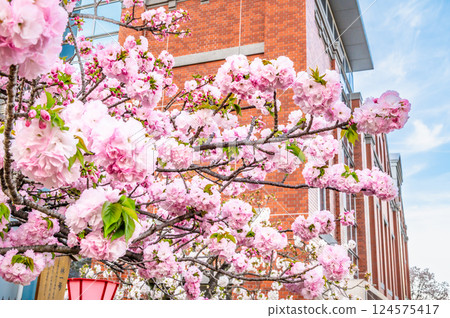 大阪造幣局櫻花走過 124575417