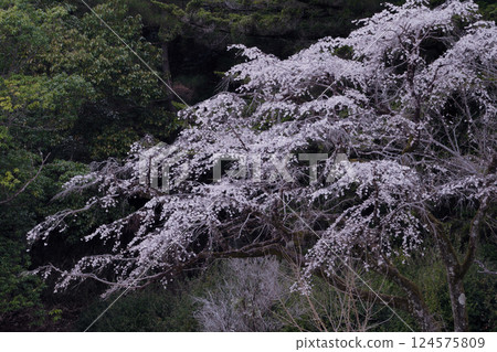 Edohiganzakura, a variety of cockscomb, weeping cherry blossoms in bloom Edohiganzakura, a variety of cockscomb, weeping cherry blossoms in bloom 124575809