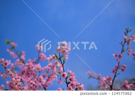 Pink-tinted Yoshino Beni plum blossoms Pink-tinted Yoshino Beni plum blossoms 124575862
