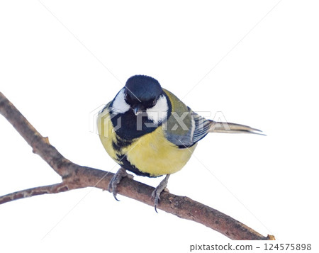 great tit isolated on transparent background. Parus major or Great Tit sitting on a branch and looking at camera, clipping path. Cute bird Great tit, songbird sitting on branch without leaves 124575898