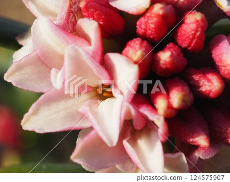 Daphne flower in the morning (20250322073129) 124575907