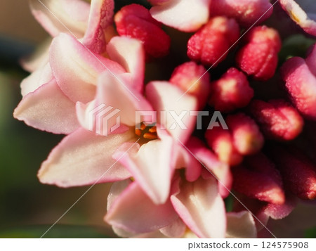 Daphne flower in the morning (20250322073046) 124575908