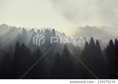 Foggy forest in the morning Foggy forest in the morning 124576216