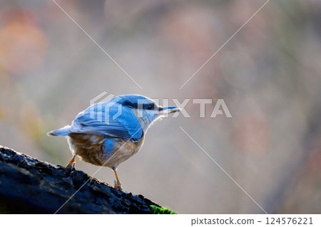 The Eurasian nuthatch (Sitta europaea) with a nut in its beak sitting on a tree branch 124576221