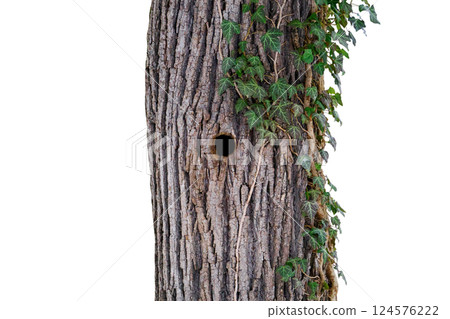 woodpecker hollow in oak tree with ivy isolated on white background 124576222