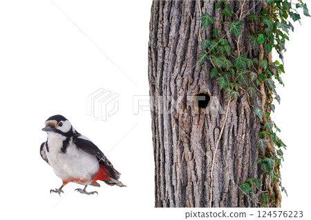 Great spotted woodpecker (Dendrocopos major) isolated on white background 124576223