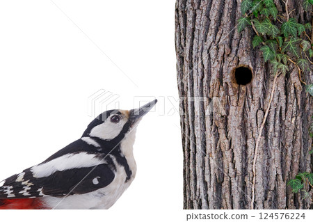 Great spotted woodpecker (Dendrocopos major) isolated on white background 124576224