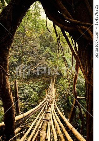 Living root bridge in Meghalaya, India 124576225