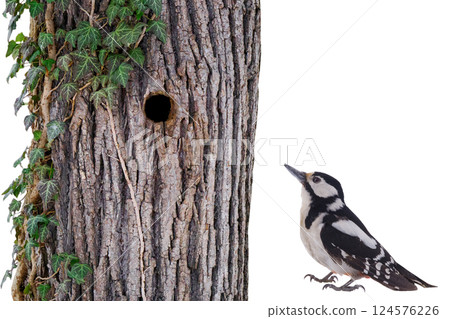 Great spotted woodpecker (Dendrocopos major) isolated on white background 124576226