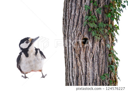 Great spotted woodpecker (Dendrocopos major) isolated on white background Great spotted woodpecker (Dendrocopos major) isolated on white background 124576227