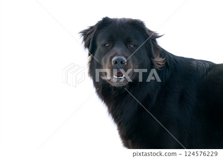 portrait of black dogs isolated on white background 124576229